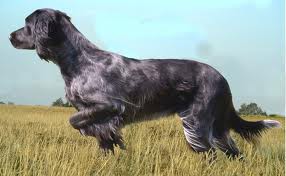 Épagneul Bleu de Picardie